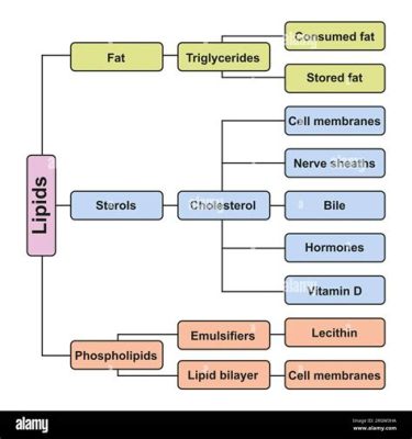 Lipid –  Một Chi Tiết Về Chất Xung Quanh Chúng Ta!